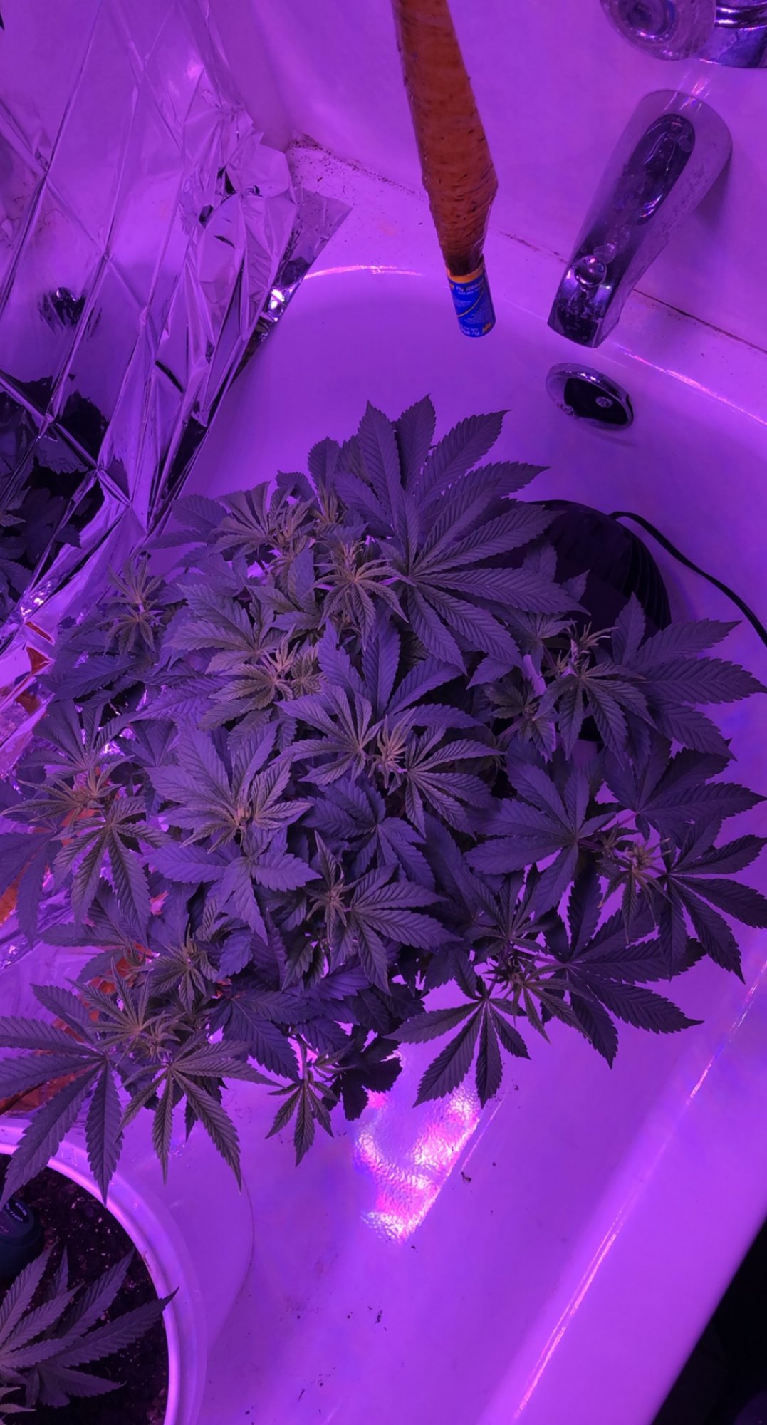 Cant figure out the yellowing only on the new growth tips 7