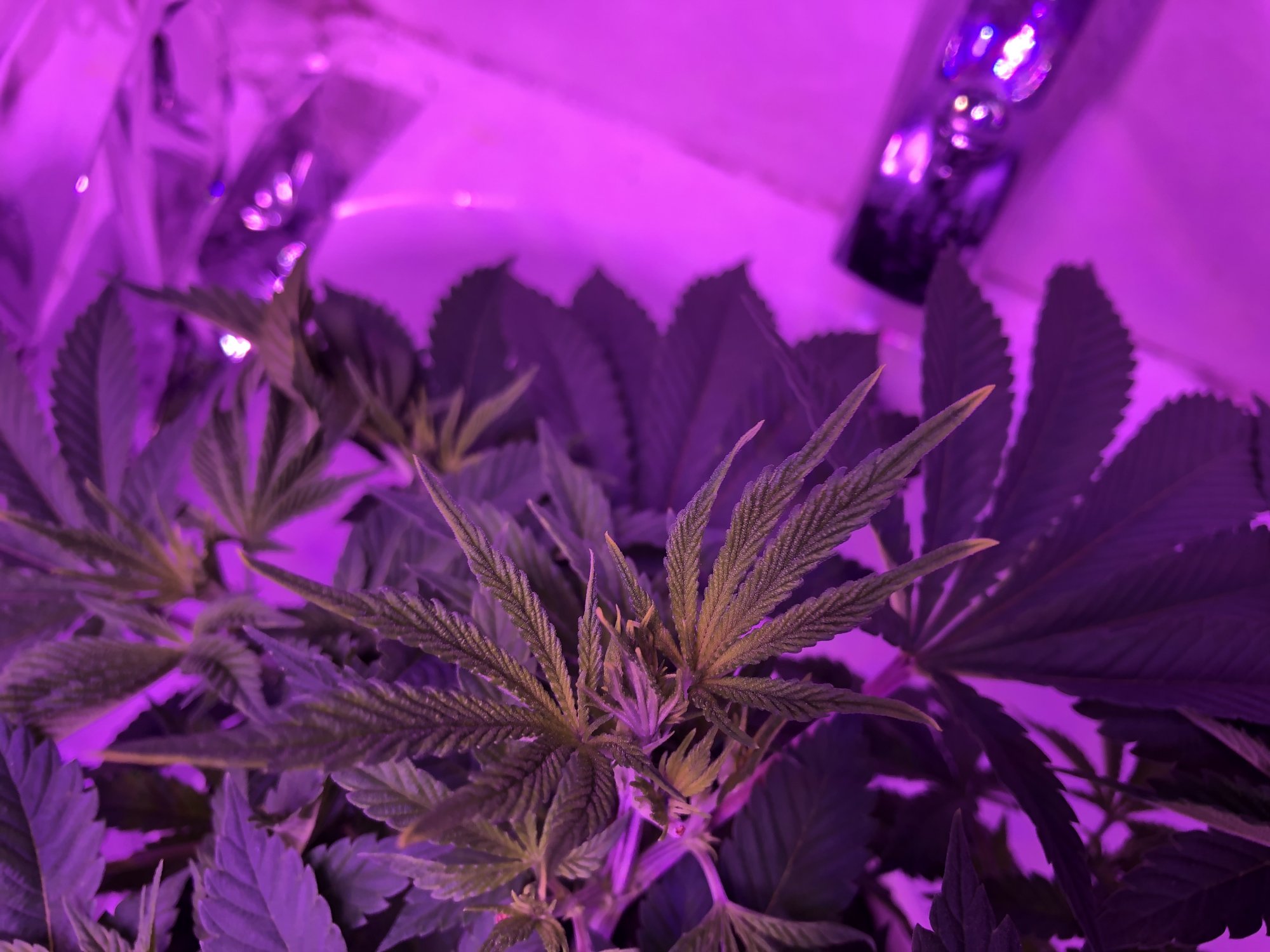 Cant figure out the yellowing only on the new growth tips