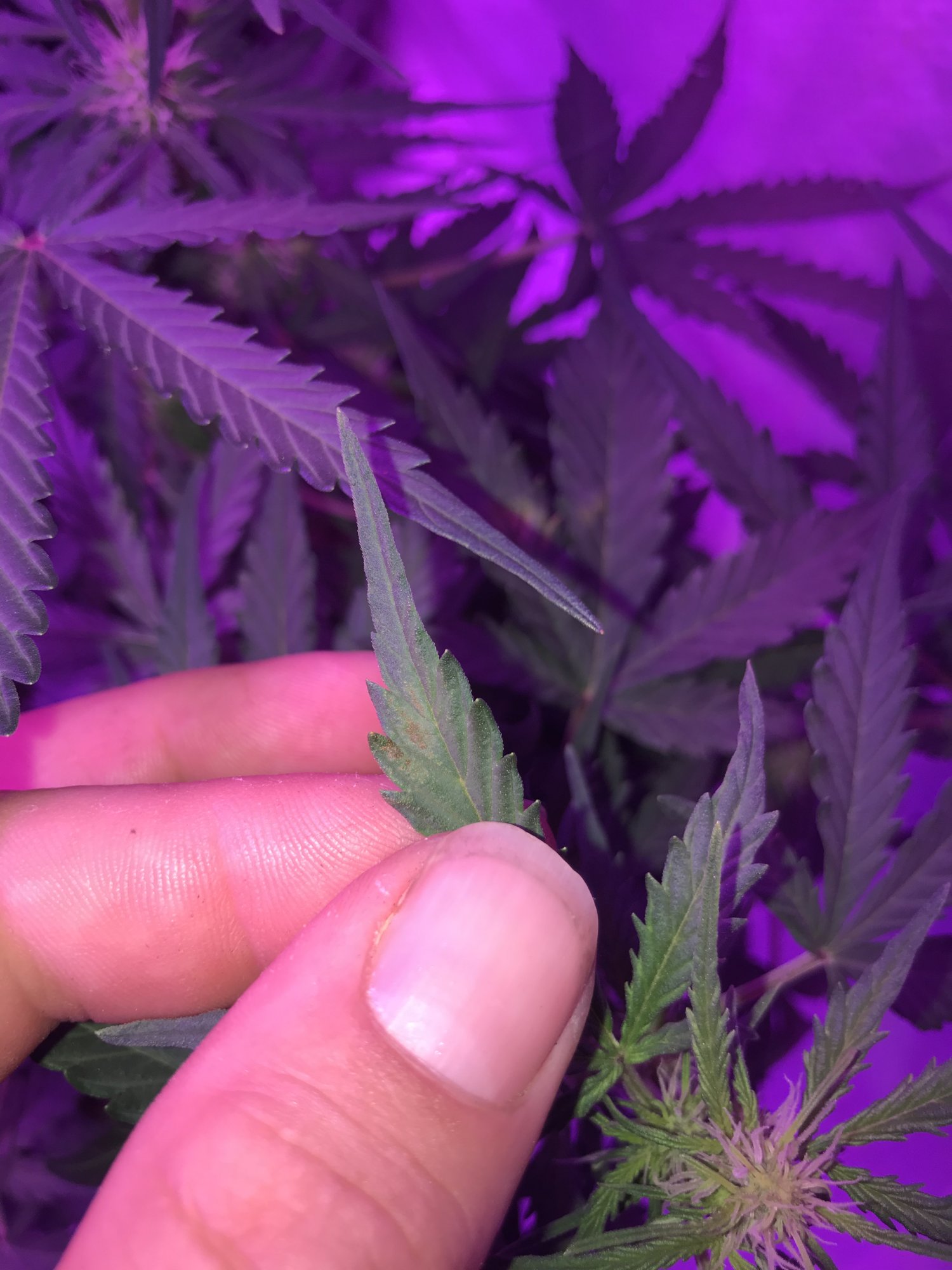 Cant figure out whats causing yellowing on upper leaves 2