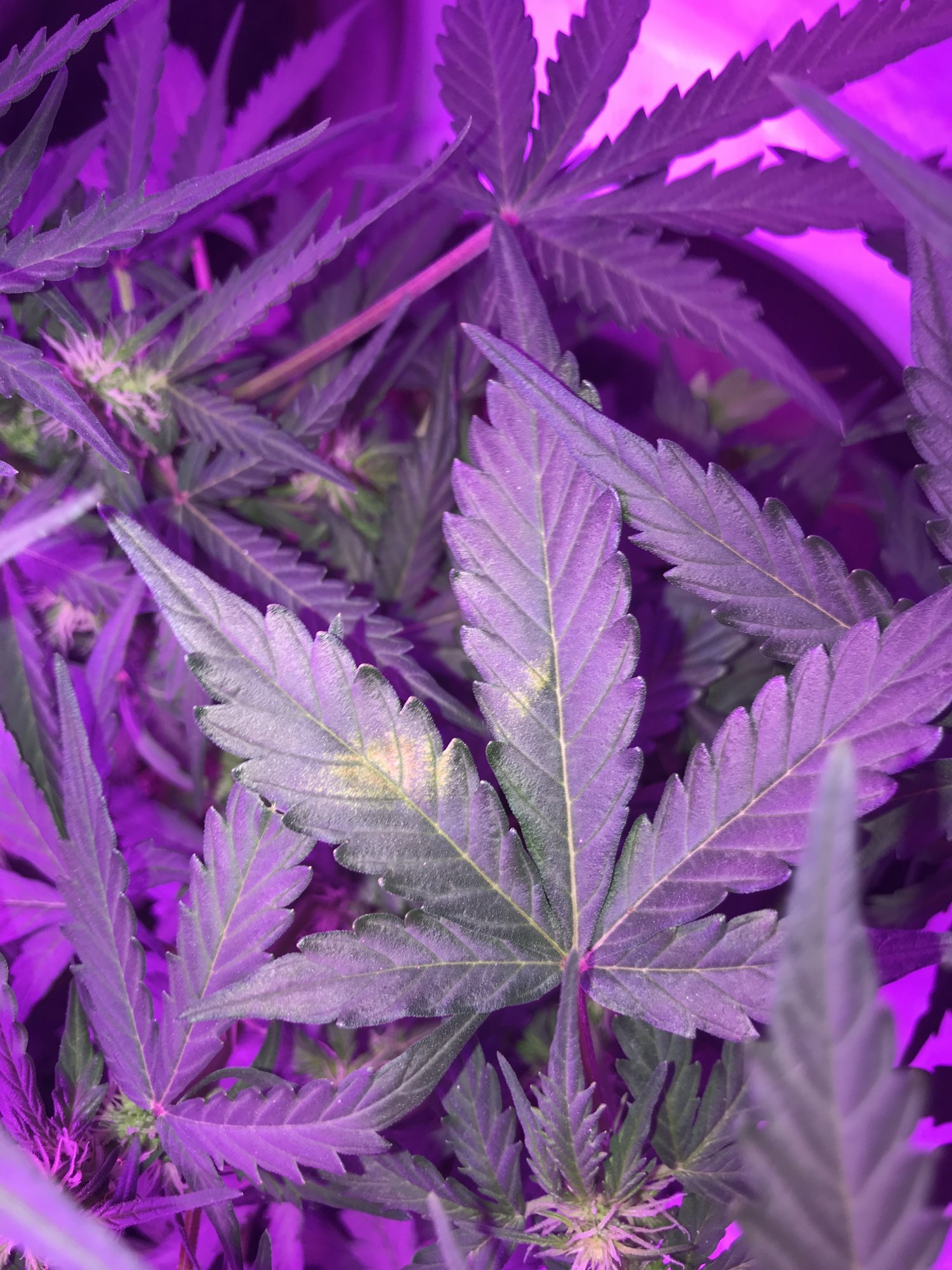 Cant figure out whats causing yellowing on upper leaves