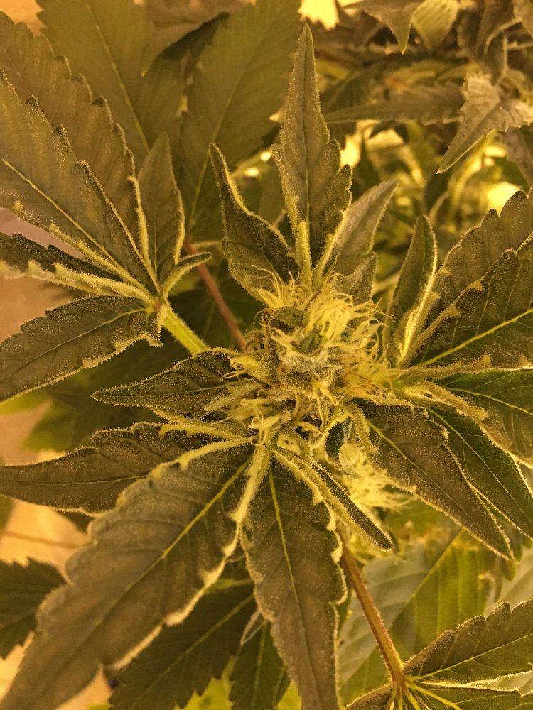 Cant leaf curling on the edges