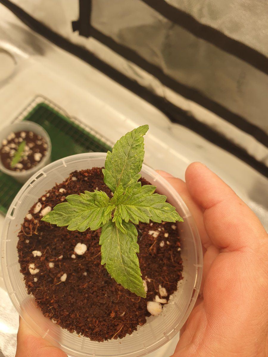 Cant tell the issue with new plants   first grow in coco