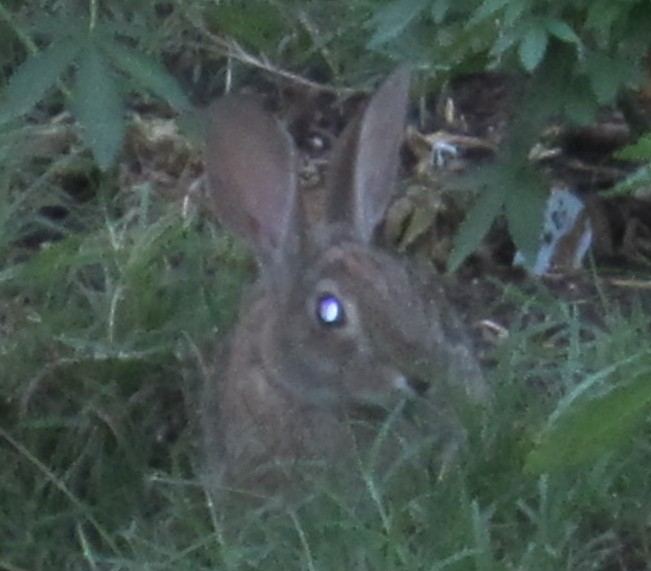 CapsBunnie