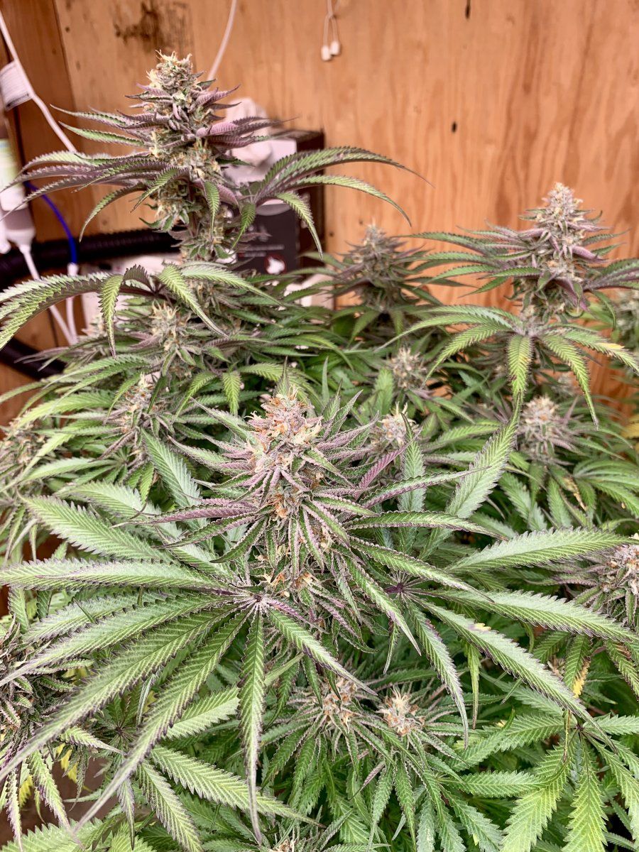 Captain red beard seeds of eugene oregon 3