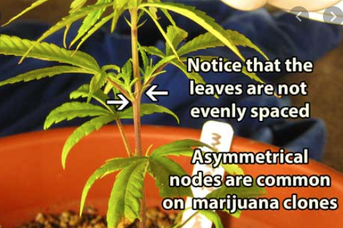 Capture asymmetric clones growth