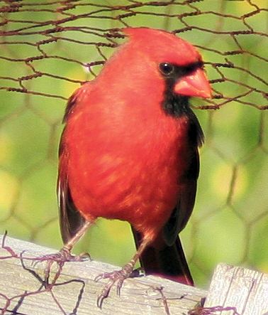 Cardinal2