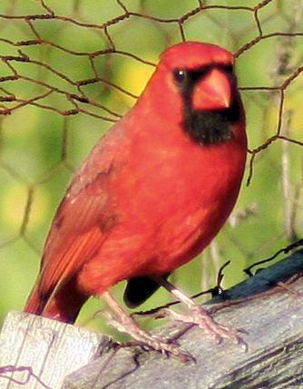 Cardinal3