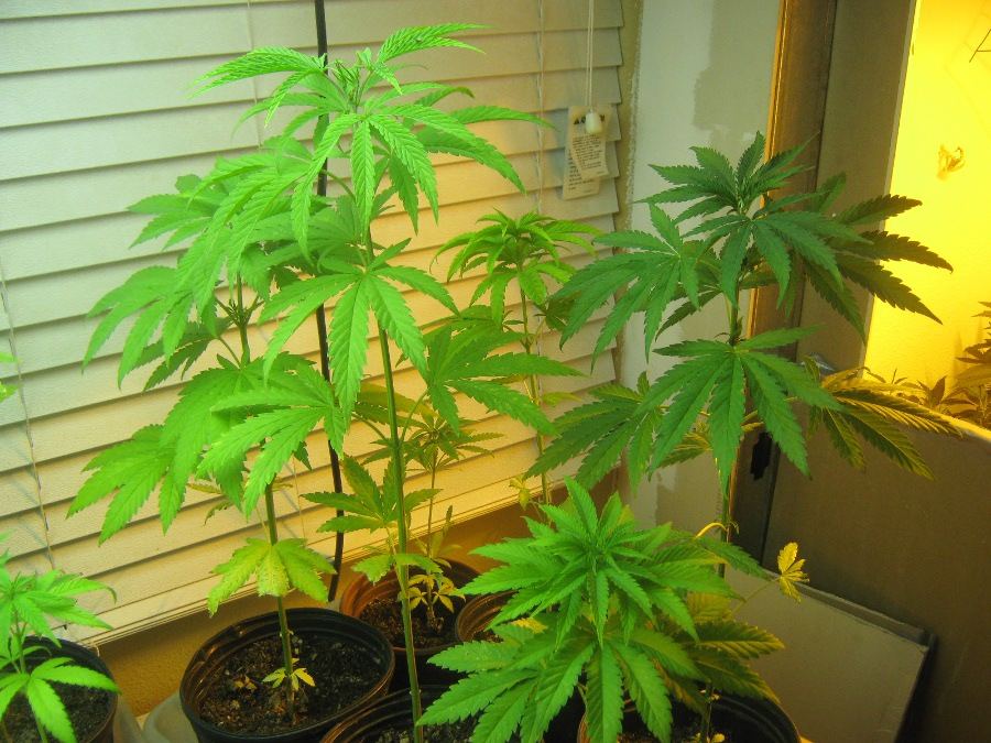 Carecookieskeepers724