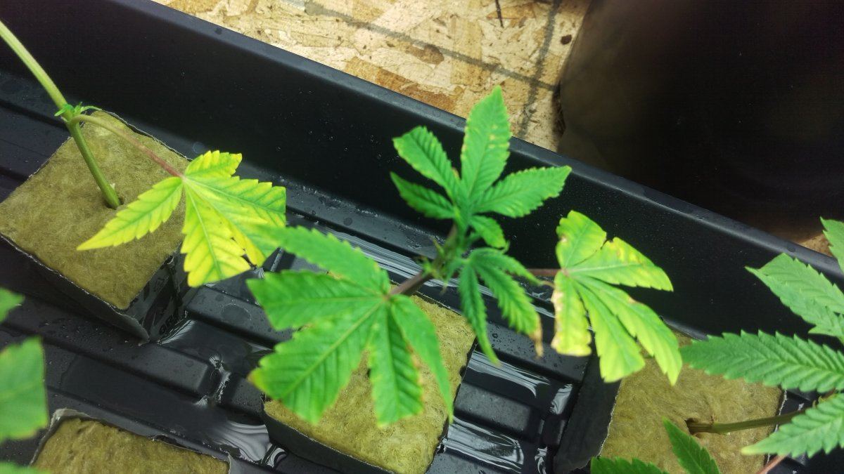 Caring for clones 3