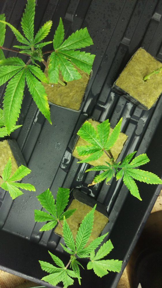 Caring for clones