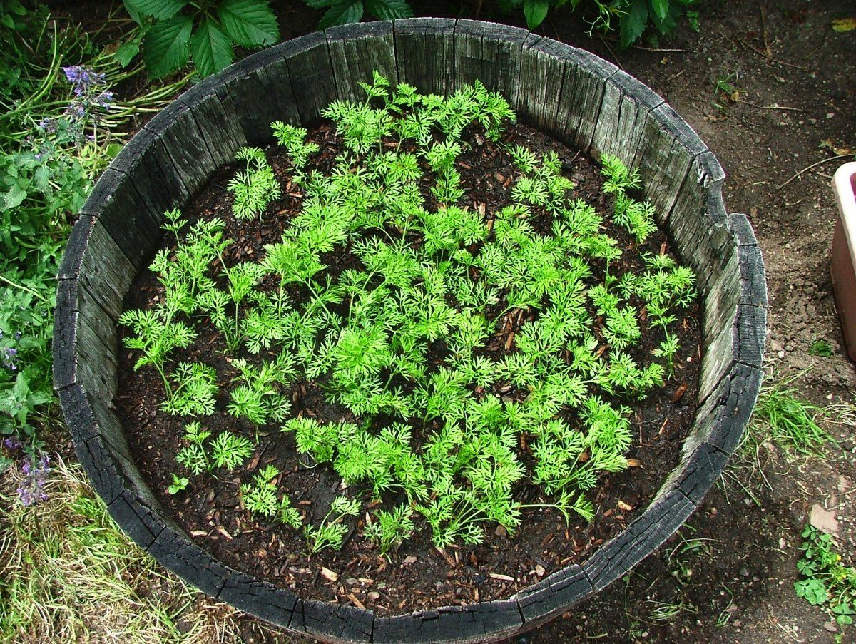 Carrots