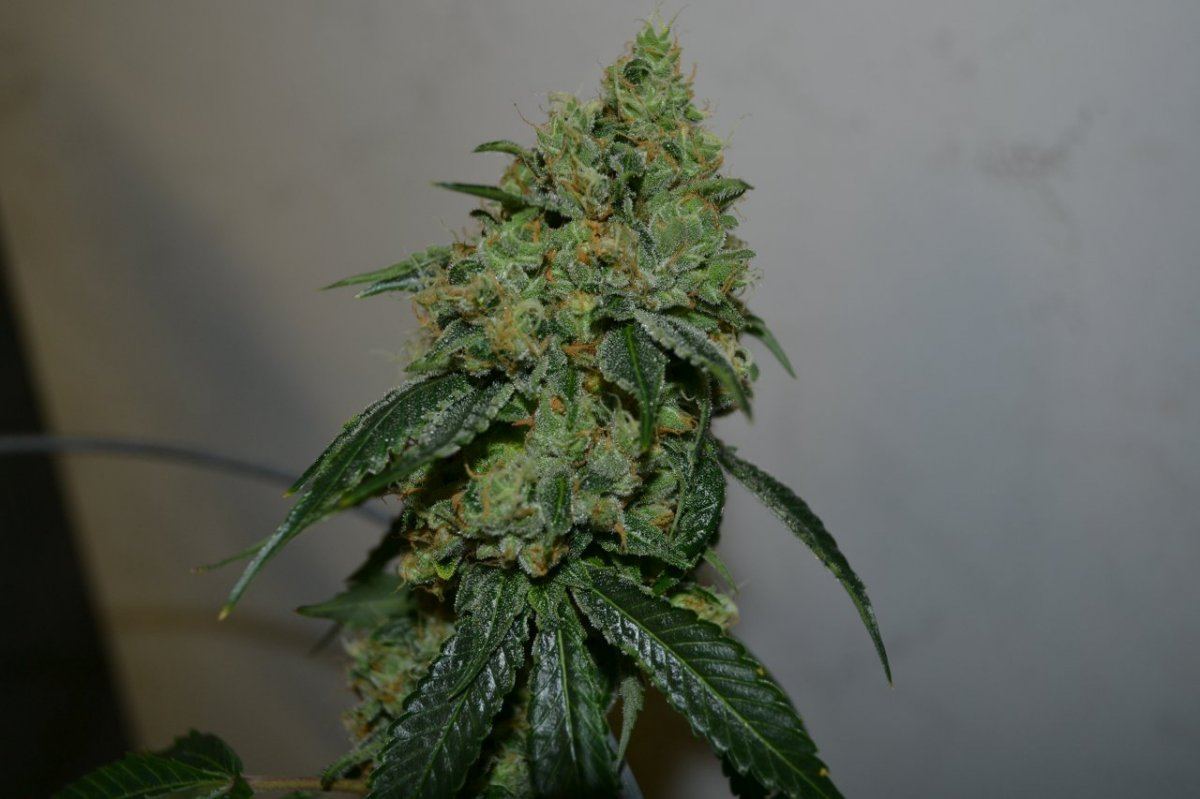 Casper7v2 2