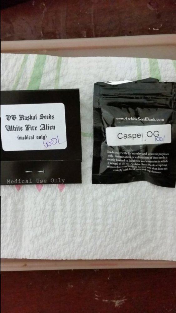 Casper og  wifi alien