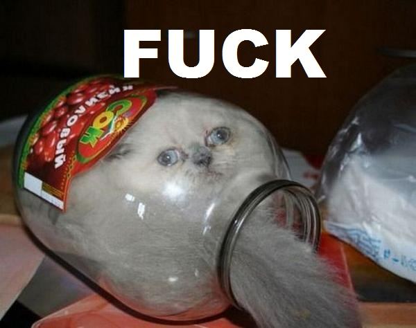 Cat in a jar