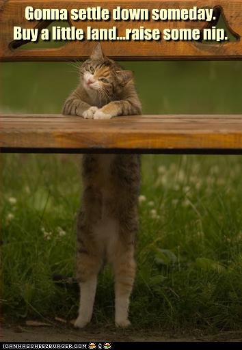 Cat is farmer