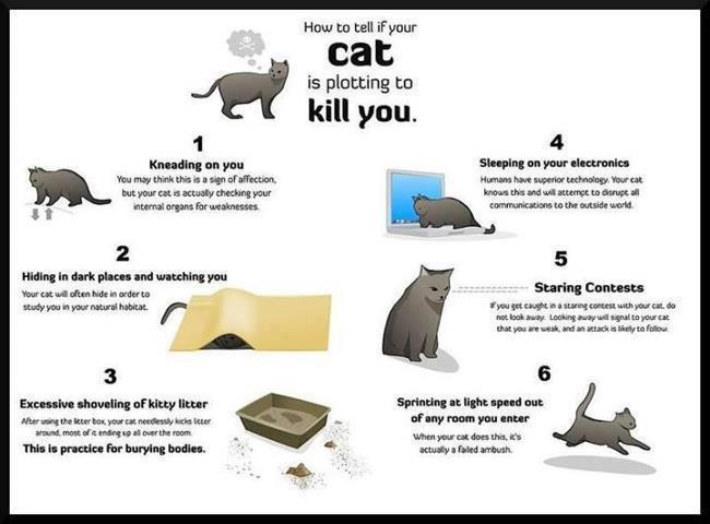 Cat is going to likk you