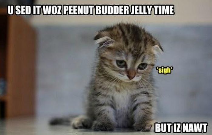 Cat memes 2