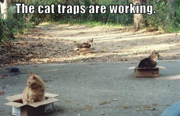 Cat traps