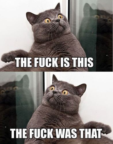 Cat WTF