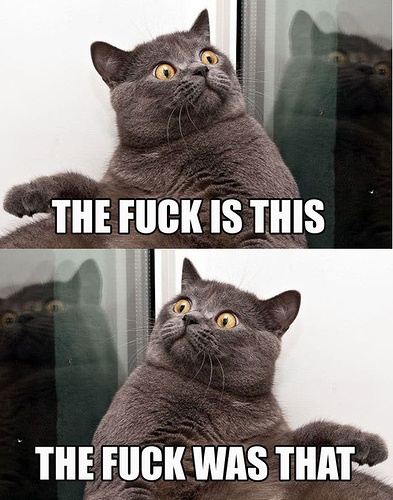 Cat WTF