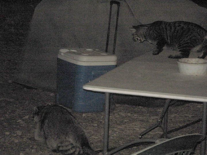 Catandracoon