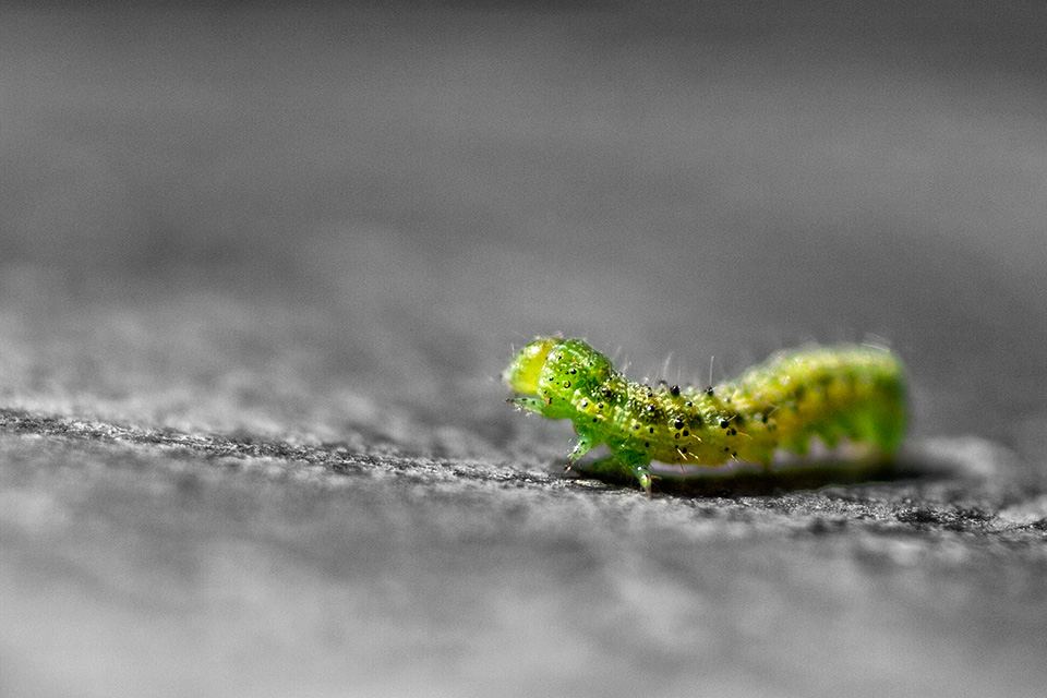 Caterpillar IMG 9654