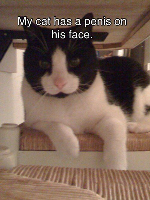 Catpenisface