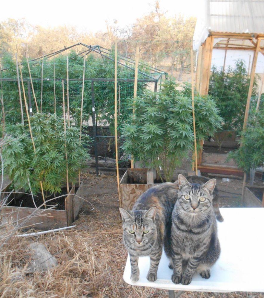 Cats87