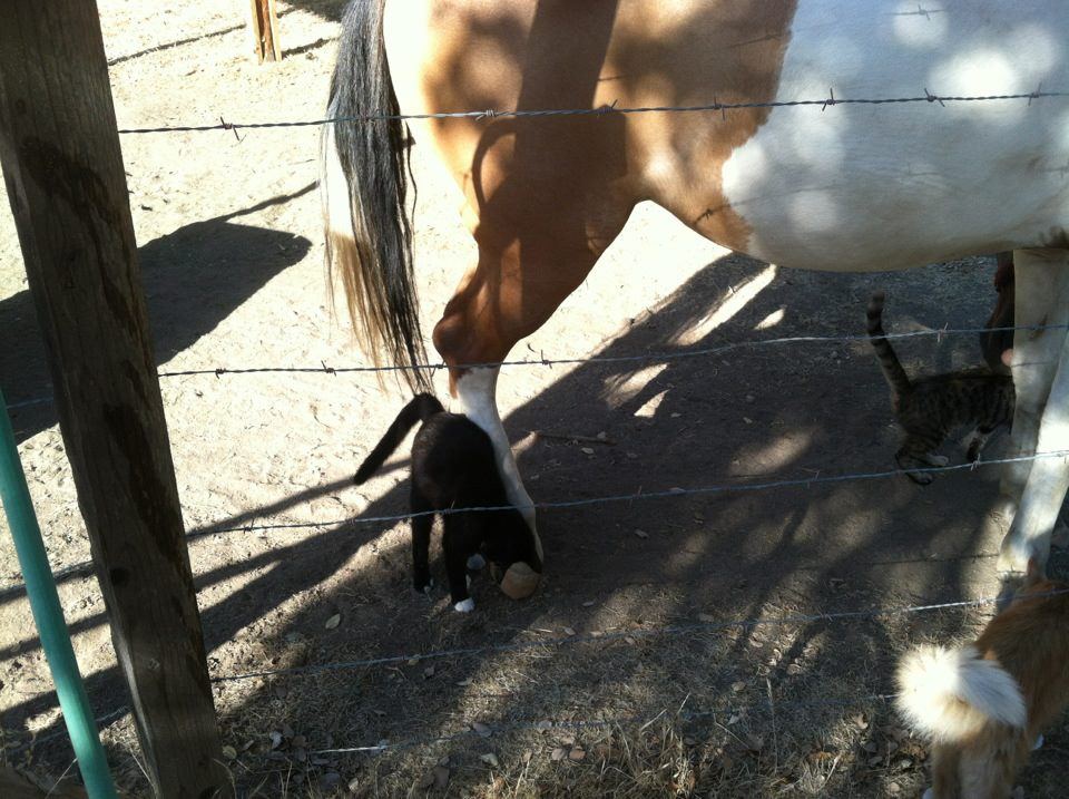 Catsandhorse