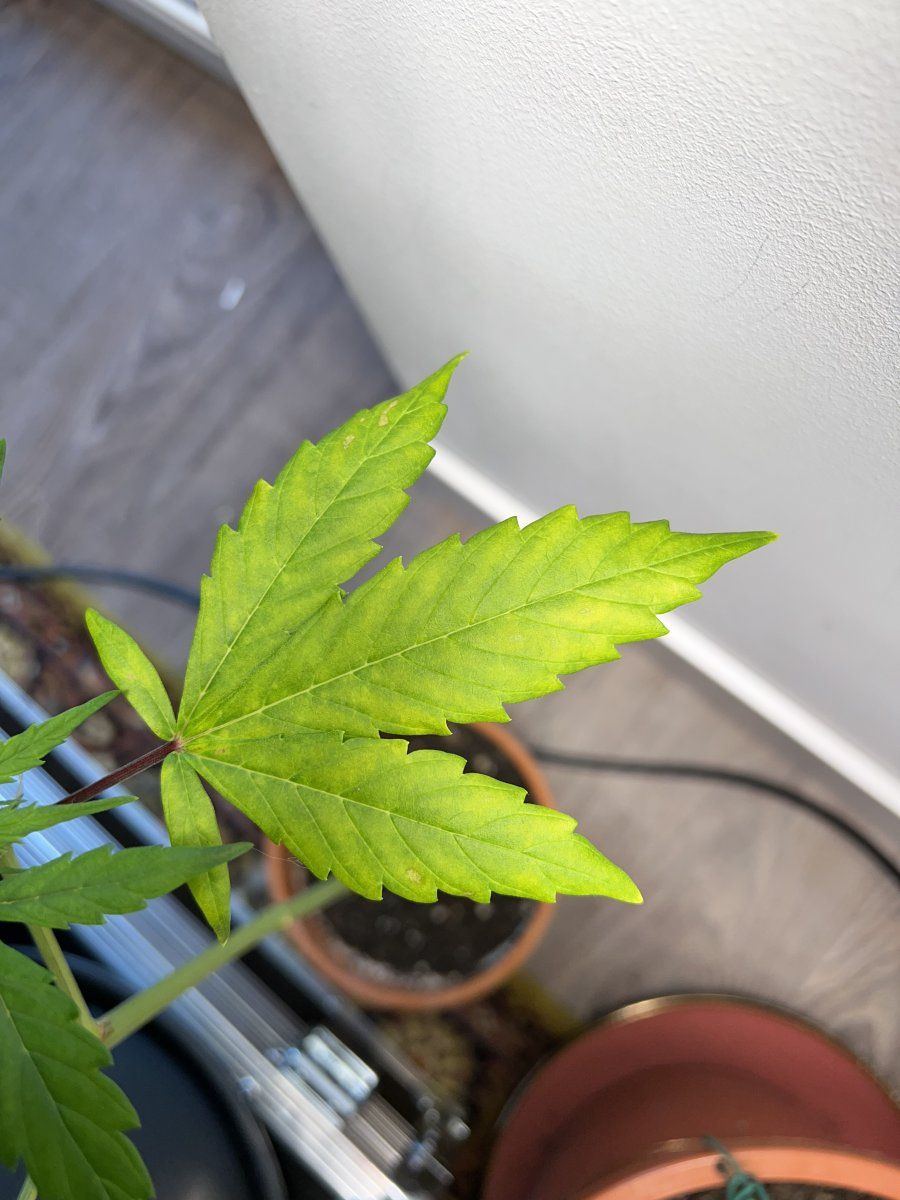 Cause of my plant turning yellow