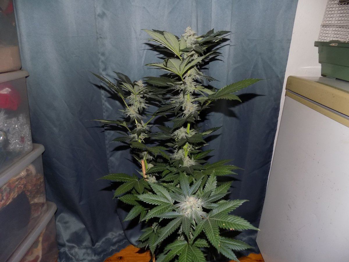 Cb 1 1