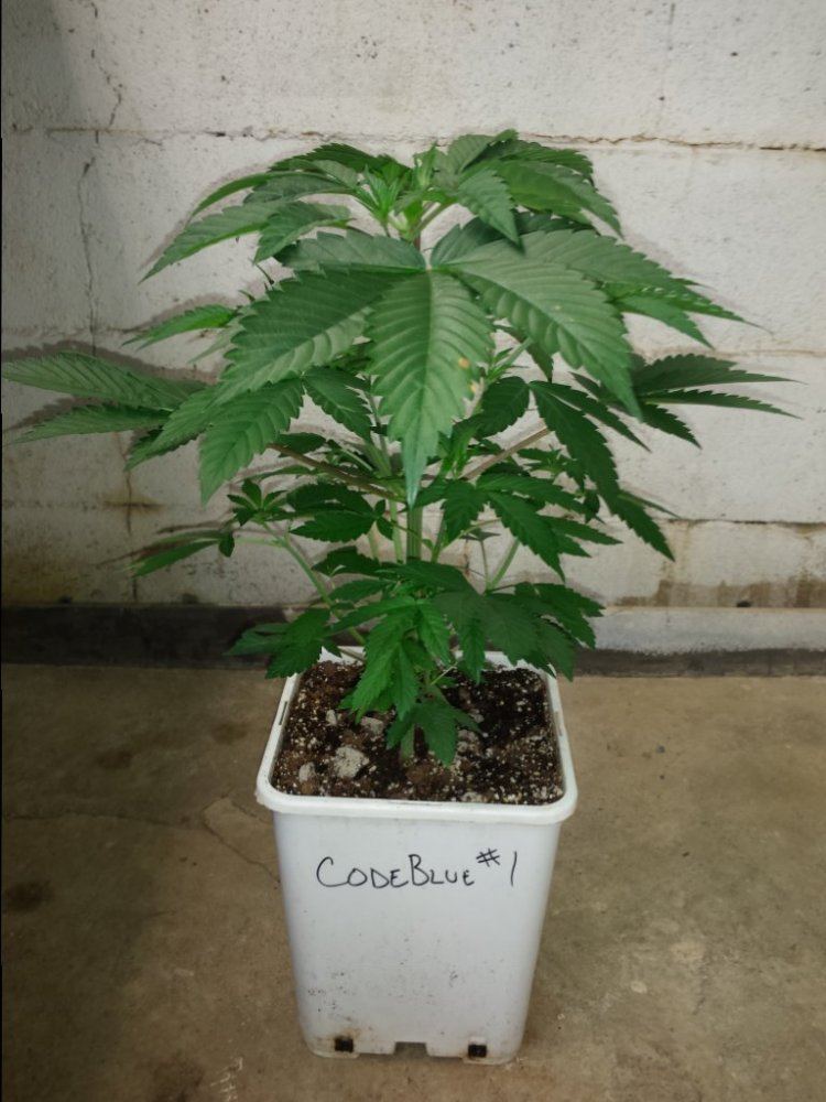CB1