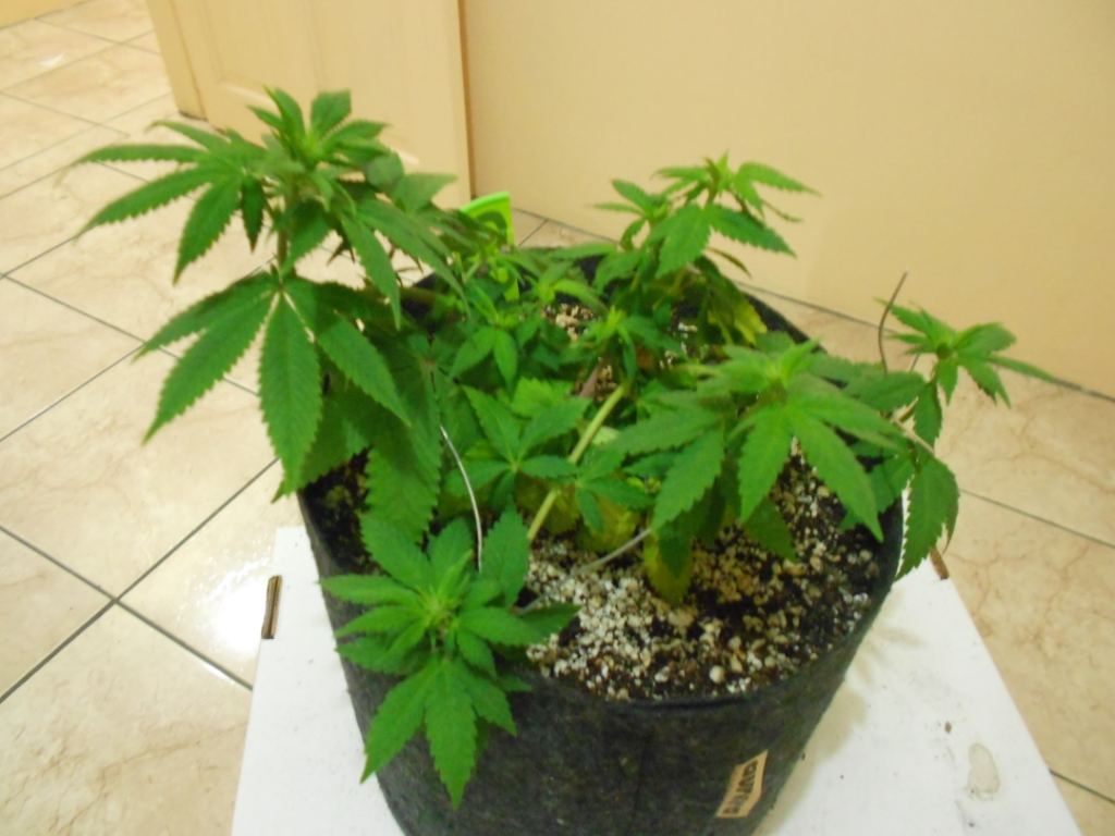 CB1   Week 1