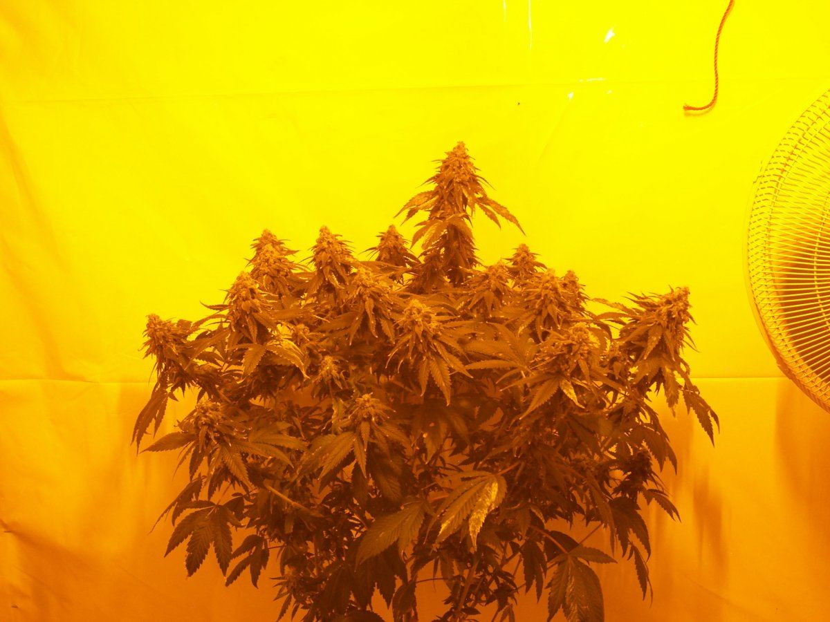 CB1 week8