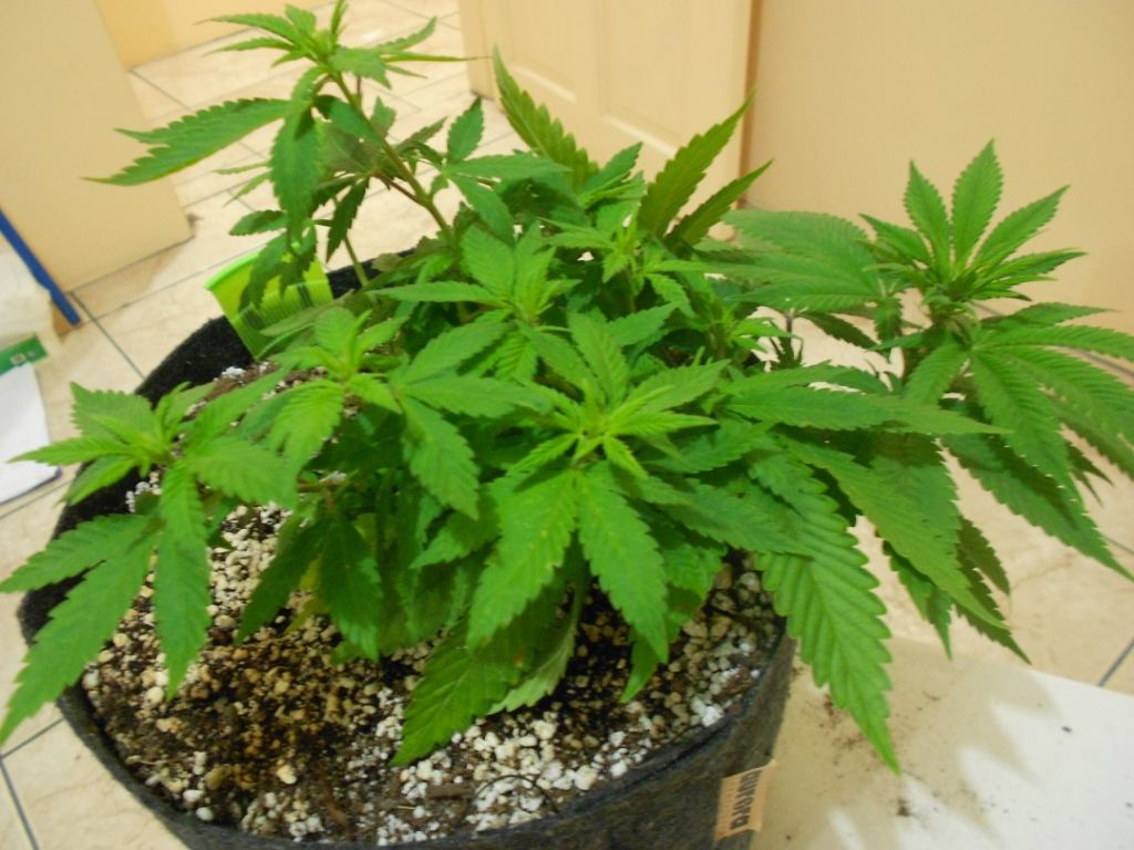 CB2   Week 1