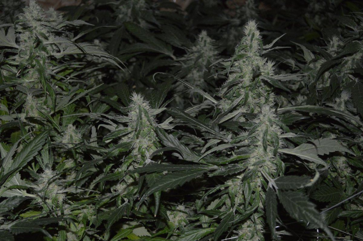Cb3 018