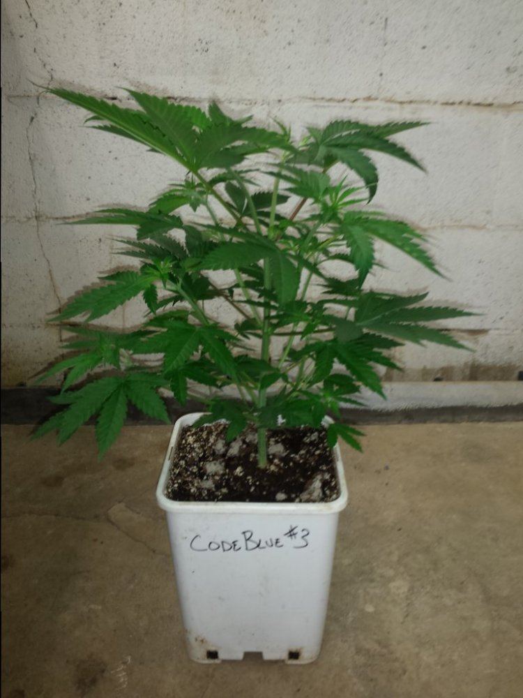CB3