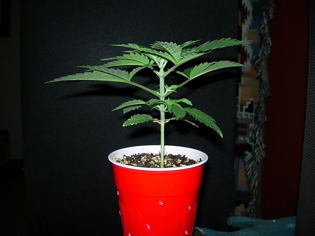 CB3