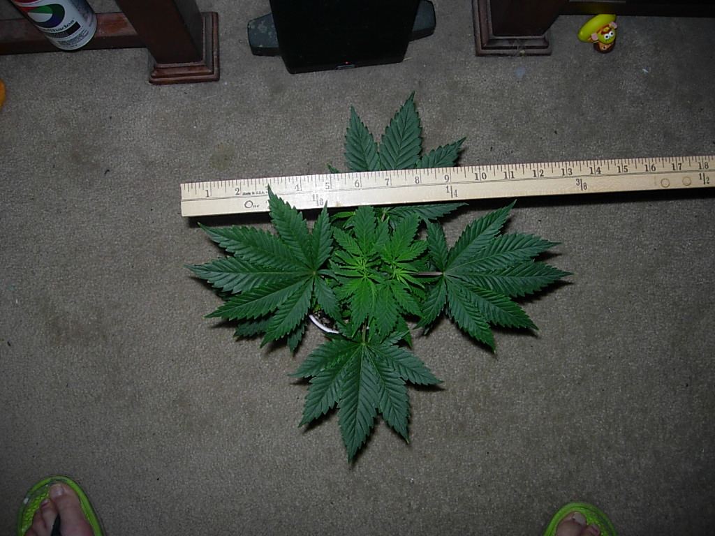 Cb3  top down 1