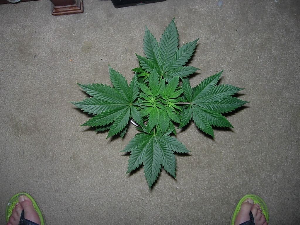 Cb3  top down final