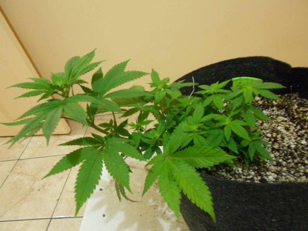 CB3   Week 1
