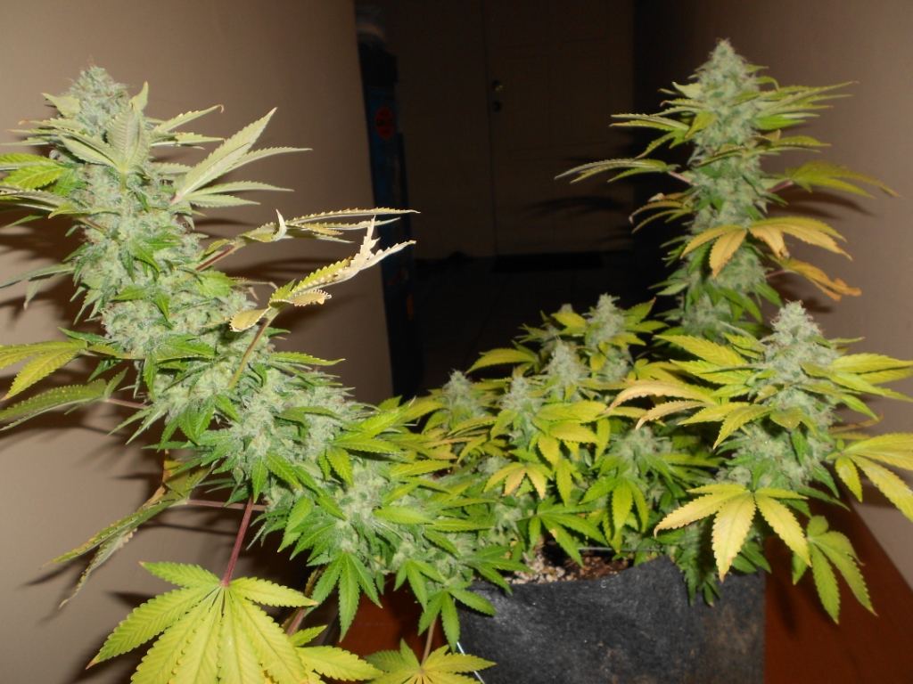 CB4   Full Chop shot2
