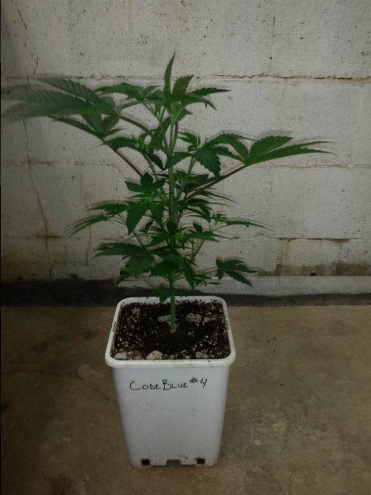 CB4