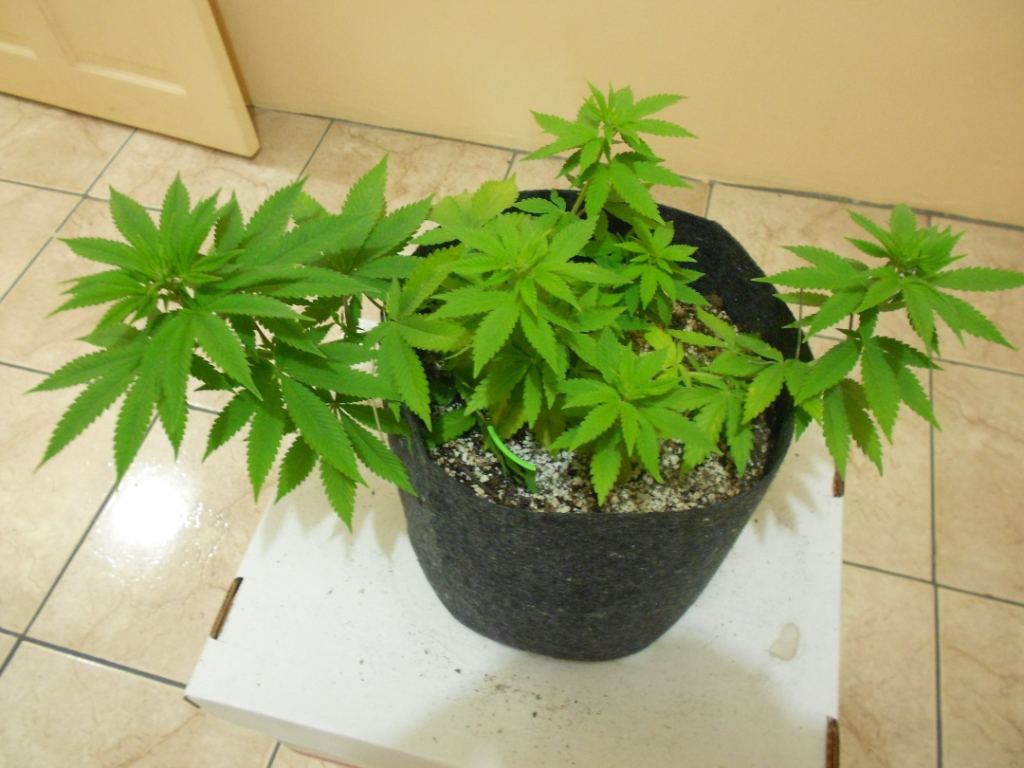 CB4   Week 1