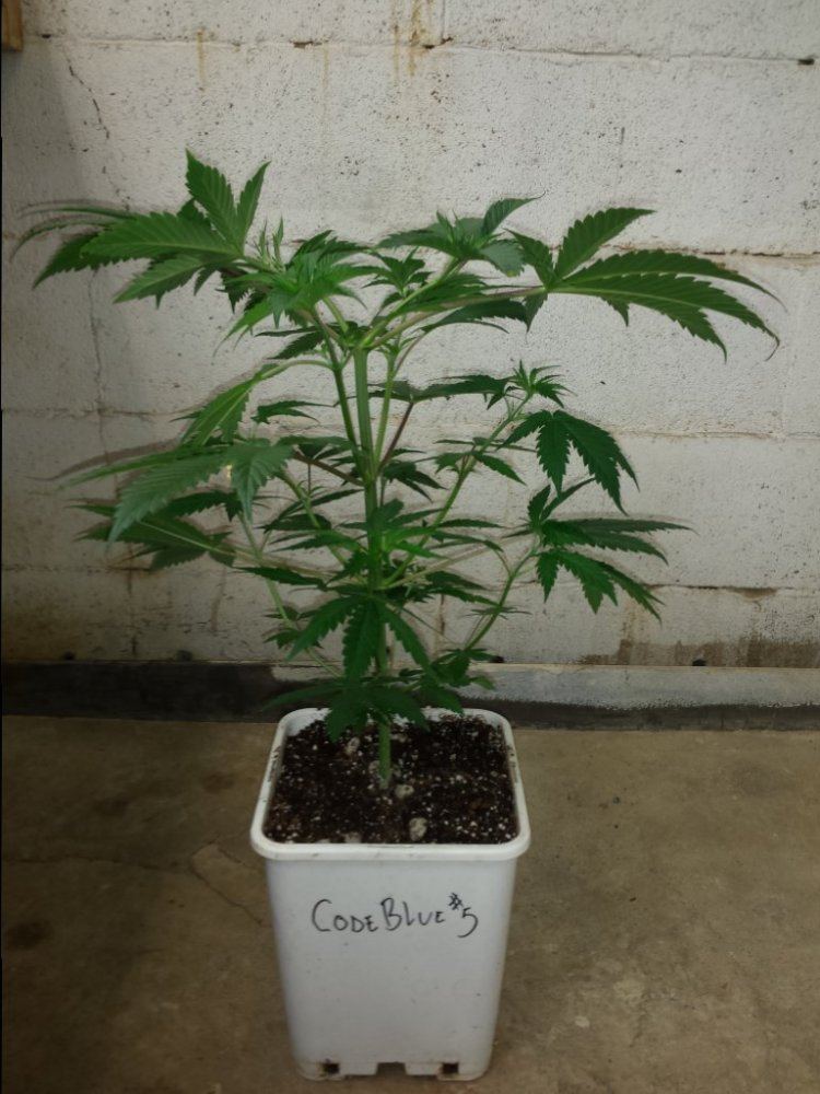 CB5
