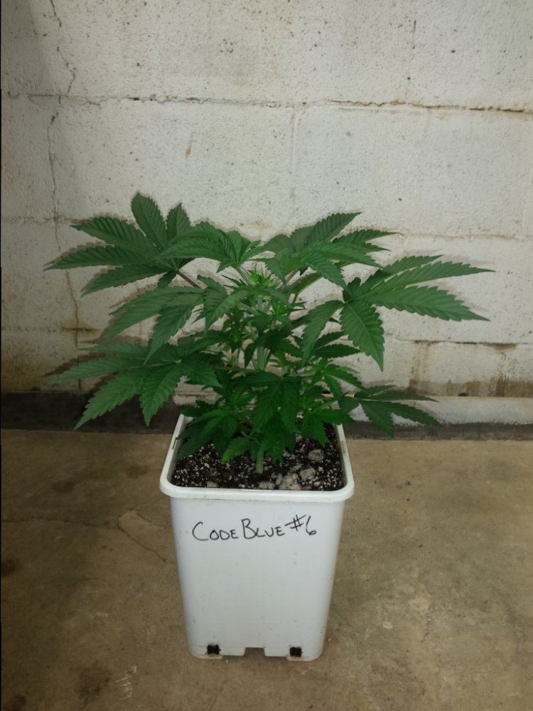 CB6