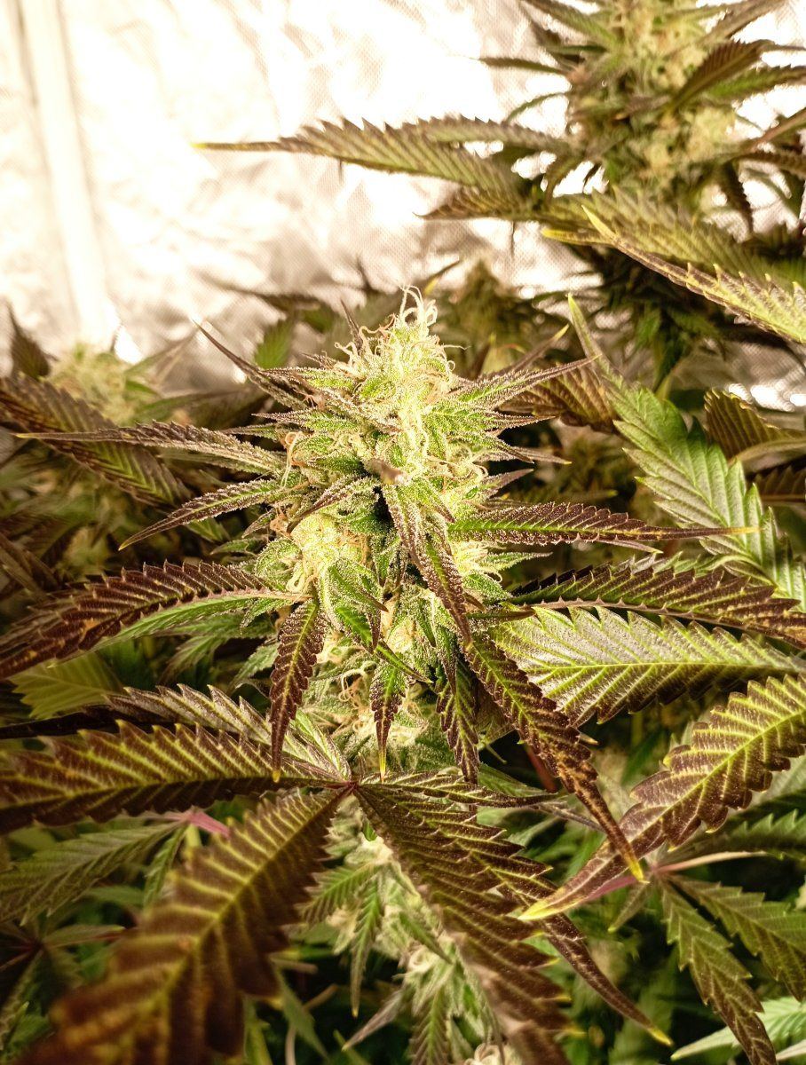 Cbbud week6