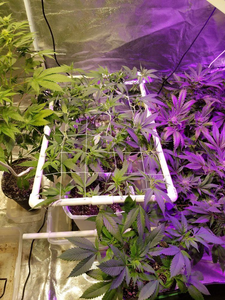 Cbd lemonaid scrog 2
