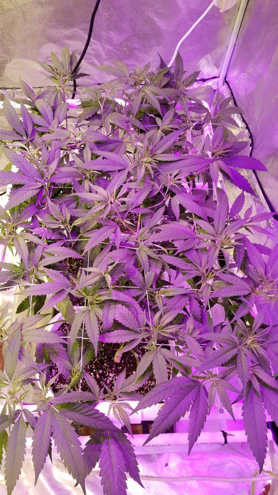 Cbd lemonaid scrog