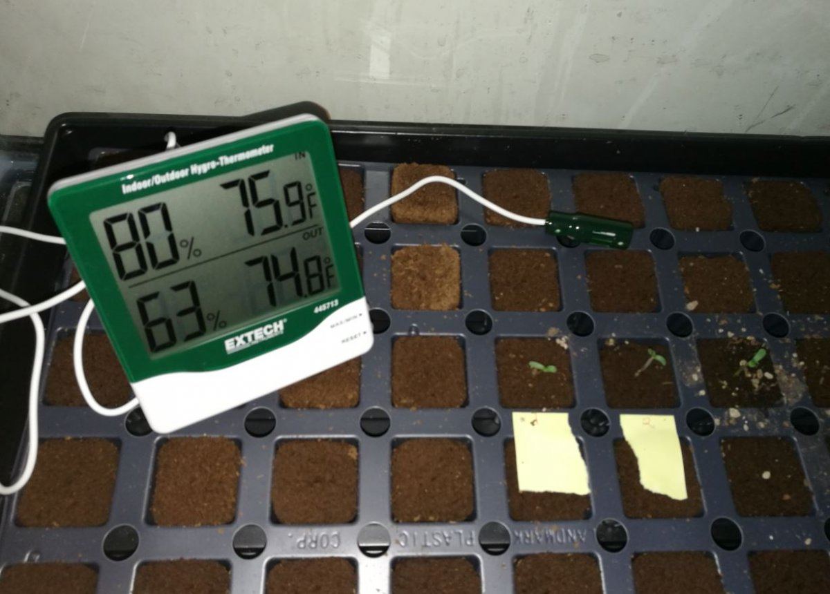 Cbd mango haze grow